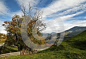 Autumn scene, Chestnut tree during the autumn season and blue cloudy sky near Villandro. Bolzano, Italy