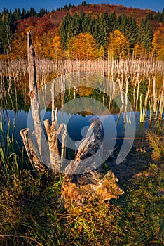 Autumn scene with a colorful forest reflecting in a lake and multiple wizdened trees coming out from the water