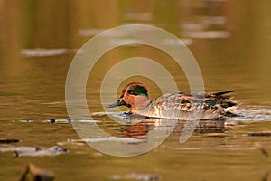 Colorful Male Green-winged Teal duck on water