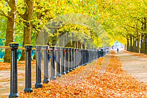 Constitution hill road lined with trees in Green Park, London