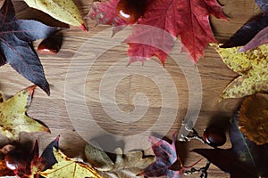 Autumn scene copy space and frame leaves cones conkers on a wooden background