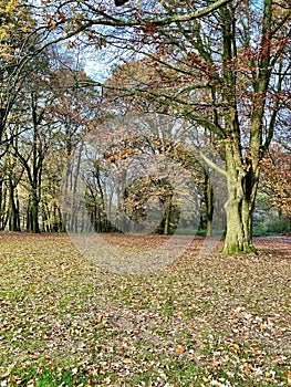 Autumn scene in Englands oldest forest