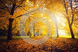 Autumn scene.Fall background. Colorful leaves in park everywhere. photo