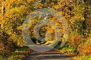 Autumn scene. Fall background. Colorful leaves in park everywhere. Trees and path covered by yellow foliage.