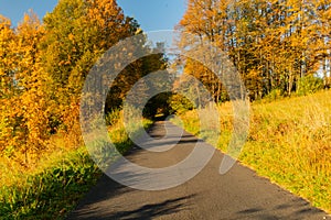 Autumn scene. Fall background. Colorful leaves in park everywhere. Trees and path covered by yellow foliage.