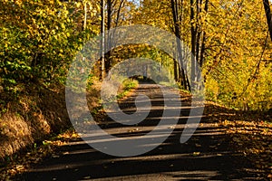 Autumn scene. Fall background. Colorful leaves in park everywhere. Trees and path covered by yellow foliage.