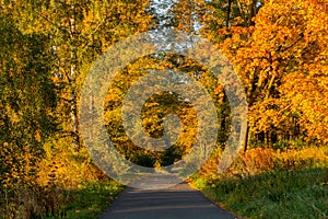 Autumn scene. Fall background. Colorful leaves in park everywhere. Trees and path covered by yellow foliage.