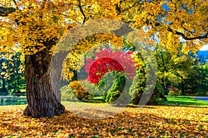 Autumn scene, fall,  red and yellow trees and leaves in sun light. Beautiful autumn landscape with yellow trees and sun. Colorful