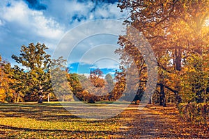 Autumn scene, fall,  red and yellow trees and leaves in sun light. Beautiful autumn landscape with yellow trees and sun. Colorful