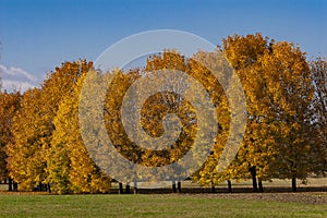 Autumn scene, fall, red and yellow trees and leaves in sun light. Beautiful autumn landscape with yellow trees and sun. Colorful