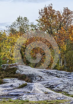 Autumn Scene in Fontainebleau Forest