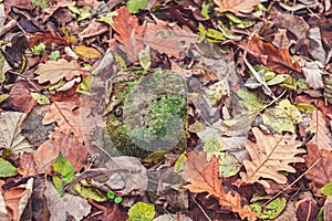 Autumn scene in the forest