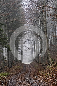 Autumn scene in forest, Little Fatra, Slovakia