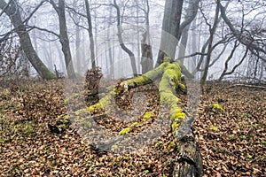 Podzimní scéna v mlžném lese, Malá Fatra, Slovensko