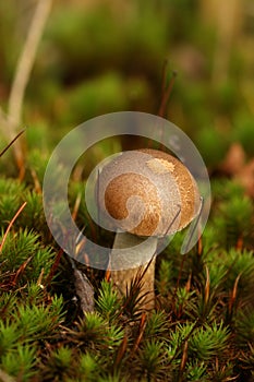 Autumn scene: Mushroom