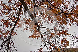 Autumn Scene in Nagar - Gilgit Baltistan