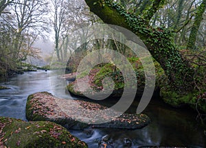 Autumn scene next to the Mino river with rocks covered in fallen leaves