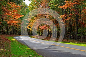 Autumn Forest Road