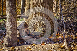 Autumn scene with a quaint miniature fairy house nestled between forest trees, captured at South Mountain Reservation in