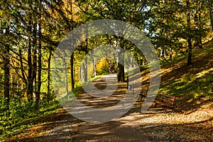 Autumn scene with road in forest with colorful foliage