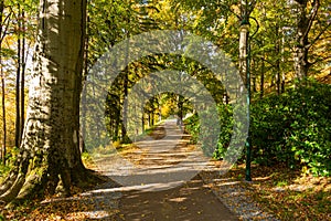 Autumn scene with road in forest with colorful foliage