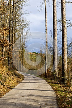 Autumn scene with road in forest. Late fall