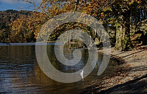 Autumn scene on the shore of Lake Windermere, UK.