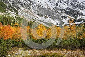 Autumn scene in Temnosmrecinska valley, High Tatras mountain, Slovakia