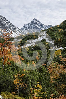 Autumn scene in Temnosmrecinska valley, High Tatras mountain, Slovakia