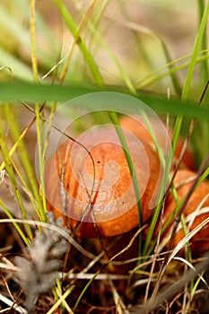 Forest edible mushrooms Oily in soft focus on a natural blurred background