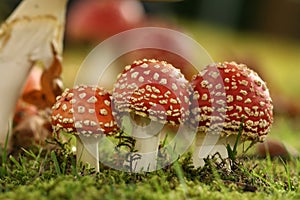 Autumn scene: Three little toadstools