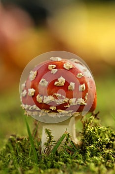 Autumn scene: toadstool