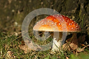 Autumn scene: toadstool