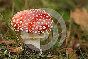 Autumn scene: toadstool or fly agaric mushroom