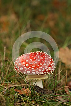 Autumn scene: toadstool or fly agaric mushroom