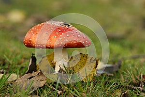 Autumn scene: toadstool with leafs