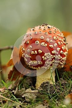 Autumn scene: toadstool with leafs