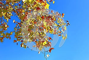 Autumn scene - tree with red autumn leaves and blue sky background