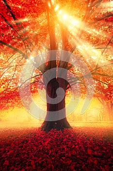 Autumn scene. Tree with red leaves and sun light