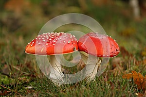 Autumn scene: two toadstools