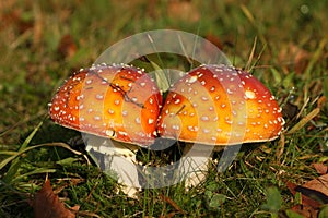 Autumn scene: two toadstools close together