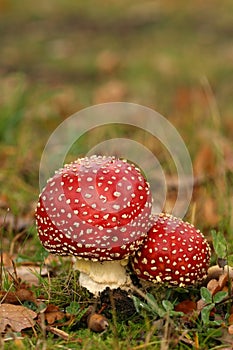 Autumn scene: two toadstools close together