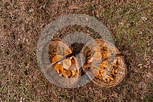 Autumn scene. Two wicker baskets with wild mushrooms. Autumn background. Top view photo