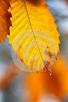 Autumn scene with water drop hanging on a leaf