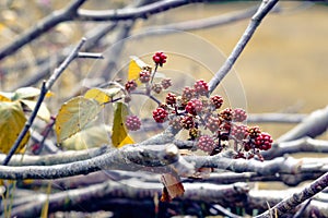 Autumn scene, wild blackberries and leafless branches