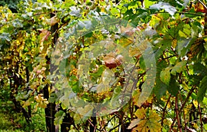 Autumn scene with yellow and green grape vine leaves in closeup
