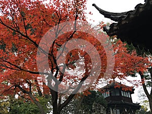 Autumn scenery at ancient Chinese garden in Suzhou