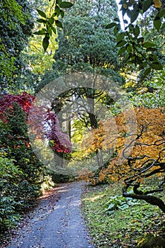 Autumn scenery in arboretum Tesarske Mlynany, Slovakia