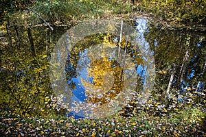 Autumn scenery in arboretum Tesarske Mlynany, Slovakia