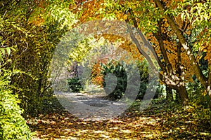 Autumn scenery in arboretum Tesarske Mlynany, Slovakia